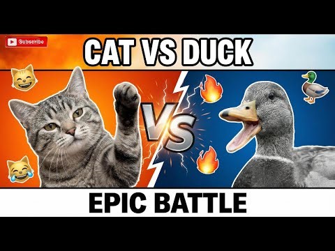 Cat vs Duck - Funniest Animal Battle You'll See Today 😂🐾