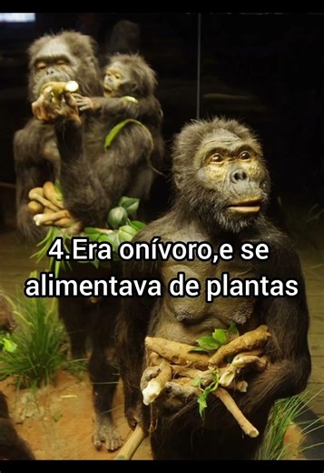 curiosidade e fatos sobre o hominideo Australopithecus