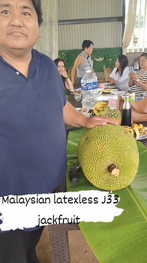 52K views · 603 reactions | Malaysian J33 Latex less Jackfruit | Cempedak Philippines Atbp | Facebook