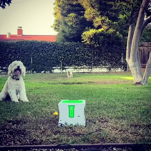 Ball Launcher for Dogs, Automatic Dog Ball Thrower for Mini Dog with Rechargeable (Small Ball Thrower for Dogs with 3 Balls)