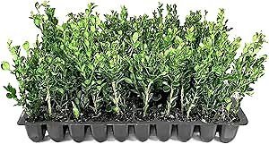 Winter Gem Boxwood | 10 Live Plants | Buxus microphylla Japonica ‘Winter Gem’ | Compact Evergreen Shrubs | Formal Garden Plants for Borders