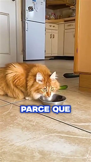 🤯 Why are cats afraid of cucumbers?