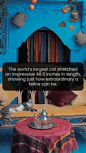 Scientists Recorded a Cat That Reached a Remarkable 48.5 Inches in Length