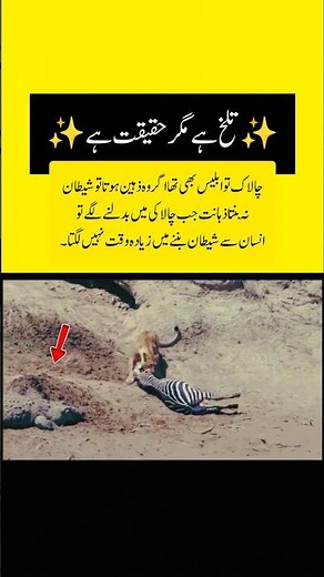 Alegator catch zebra 😱 #wildlife #shorts #animals #shortsfeed #youtubeshorts