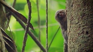 Meet the World's Smallest Monkey | Nature