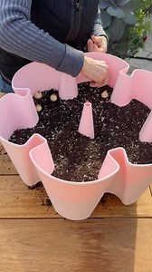 Tis the season for planting tulips! 🌷 Last year we planted tulip bulbs, and this year we are going to share what we learned along the way! 1. RESEARCH: Learn about the type of tulip bulbs you are planting, and the growing zone you are located in. 2. OVERWINTERING: Decide how you will overwinter. Since the bulbs are planted in a container, protect them when the temperatures are in the lower 20’s. We used the garage for warmth and protection. 3. BUY EARLY: Large bulb houses sell out quick, so pla