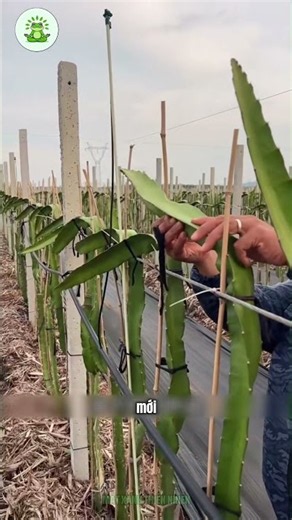Cách Trồng Thanh Long Kỳ Lạ Ít Người Biết!