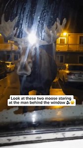 10K views · 245 reactions | A moose is the largest member of the deer...