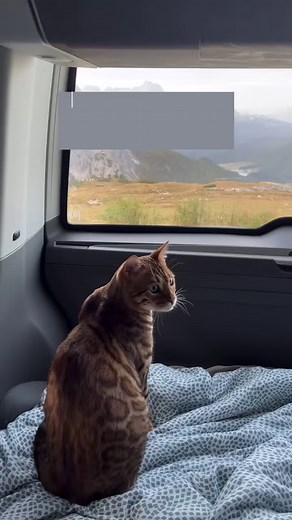 Nebu enjoyed ORIJEN Regional Red for breakfast by the mountains ⛰️ This diet’s made with raw beef, whole pilchard, wild boar, bison and lamb to nourish your cat as nature intended. Explore the full list of ingredients: https://bit.ly/41EoH8X 📷 @Adventurecatting on Instagram | ORIJEN Pet Food UK
