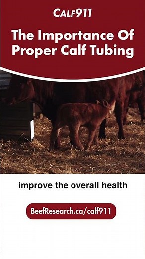 Proper calf tube feeding is important #calf911