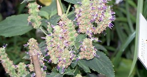 Le patchouli : usages, bienfaits et risques