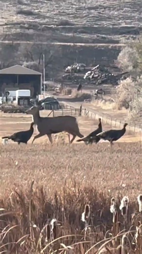 It’s Beginning To Look Like Christmas in Colorado. #music #christmas #colorado