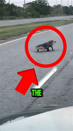 Top 5 REAL Two-Headed Animals 🤯