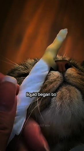 The Cat Nose Trick Every Cat Owner Needs to Know 🐱✨ #WorldFacts #Shorts_109 #CatCareTips #PetOwnerHacks #CatLoversClub #FelineFacts #SmartPetCare #CatParentLife #MindBlowingPetTips | WorldFacts