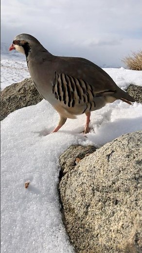 Wild Chukar Partridge Singing in Natural Mountain Habitat