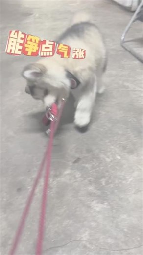 一个陪我上班的小胖墩#阿拉斯加