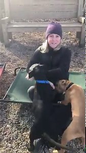 4.9K views · 138 reactions | Folks! We have got these 4 month old Terrier Mutt puppies available for adoption! We’re here today and every day from 12 to 430, come on by and bring the family, and bring your dog too if you have one because everyone’s got to meet them! We’d love to see these little rascals in a home for Christmas… Who is going to be those lucky families???￼ Adopt Don’t Shop | Associated Humane Tinton Falls | Facebook