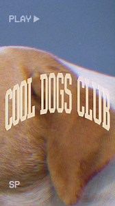 537 reactions | They're cute, cuddly, and full of canine energy! Check out our PAWntastic Cool Dogs Club collection! Be a proud PAWrent and walk your furry babies in a collection that matches their adorable personalities  Visit our stores or shop online to grab these fire pieces: https://s.lazada.com.ph/l.0zGV  https://human.ph #HumanClothing #CoolDogsClub | Human Clothing PH | Facebook