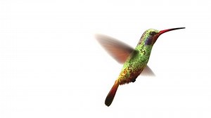 Humming bird on white background, 3d animation. set your own flower