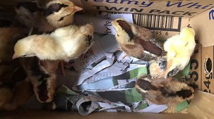 We breed with love and passion 💕 | Twin Brothers Gamefarm