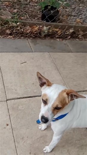 " POPPY"- AVAILABLE FOR ADOPTION *No other dogs *Secure fencing *Afraid of storms Rehoming No R251000050 Poppy is a taller tan and white, smooth coat female JR aged 4yrs. She has come to us as she wasn't getting along with the other dogs in the family. Poppy is happy and confident meeting new people and walks well on lead. She likes having a lap to sit on. She is used to living both indoors and outdoors and travels well. She is not suitable in a home with other dogs or cats, and needs a secure y