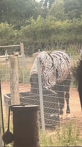 11K views · 323 reactions | Odessa happily munching away As always, there’s so much fuss and so many opinions over the P3 rotation rehabs we have here Everyone thinks they know better or could do better Meanwhile Odessa is just happy to be living a life of freedom outside of 4 walls and surrounded by a herd of horses that have allowed her in as one of their own. | Gawsworth Track Livery | Facebook