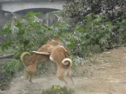 combat de chiens au bengal