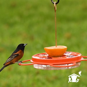 Ready to save while you shop for all things birding? 🦋🌳 Join the Wild Birds Unlimited Daily Savings Club! Get exclusive offers, special discounts, and save 15% on bird food every day! It's the best way to save on high-quality bird feeders, premium seed, and all your bird-watching needs! | Wild Birds Unlimited