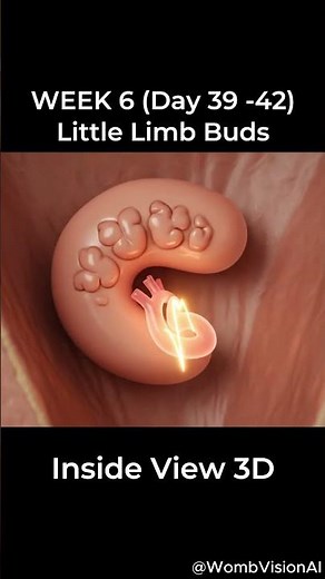 Week 6 — Little Limb Buds (Day 39–42) #pregnancyjourney #pregnancy #earlypregancy