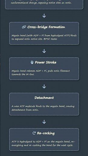 Mechanism of Muscle Contraction: Sliding Filament Theory