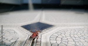 Сockroach is sprayed with insecticide struggling. Aerosol poison spray, insect infestation, insect detection. Kitchen floor. Cockroach control, pest control. Kill bug spray. Close up, macro