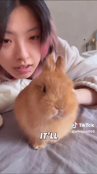 Adorable Angry Rabbits: Why They Capture Our Hearts