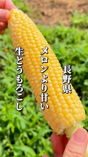 This summer-only spot featuring “raw corn” that’s sweeter than melon is open again! #NaganoGourme...