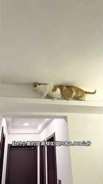 A reversing cat on the ceiling meets a movie commentator...#Cute Pet Debut Plan.#kitty#A c