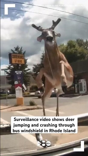 Surveillance video shows deer jumping and crashing through bus windshield in Rhode Island