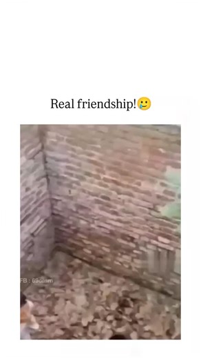Rillainat.Io™ on Instagram: "The post shares a 26-second video of two friends in a deep brick pit: one climbs but slips, prompting the other to leap down to assist, only for both to tumble back laughing, captioned "Real friendship!" to capture selfless loyalty. Uploaded on 11 January 2026 by @vedicvenus_ , a Vedic astrology enthusiast aiming for 50,000 followers, it exploded to 22,200 likes and 2.9 million views within days, demonstrating viral potential of relatable, feel-good humour. User reac