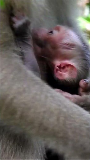 The Moment This Fragile Newborn Baby Monkey Safe in Mom's Heart 🥺🐒