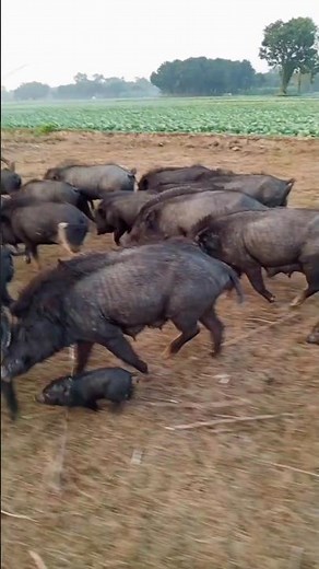 boar running