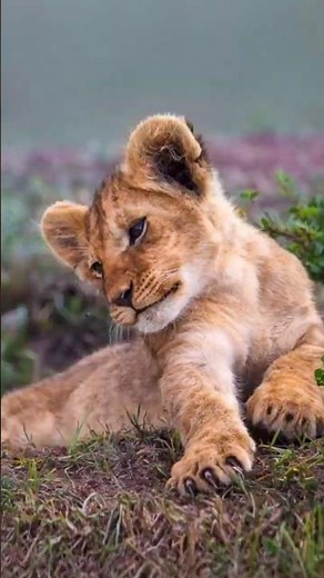 Fig Tree Pride Cubs Are Growing Fast - Strong & Healthy | Travins World
