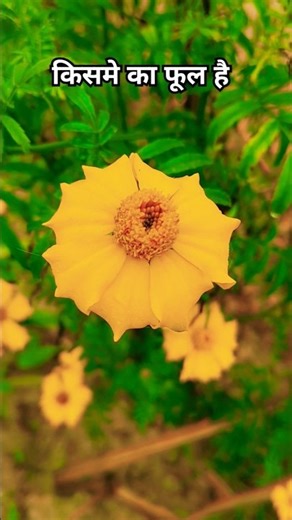 किसमे का फूल है #vairal #trending #video #farming #nature #trending #farmer #vllagelife #kisan