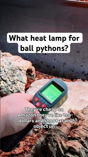 What heat lamp for ball pythons?
