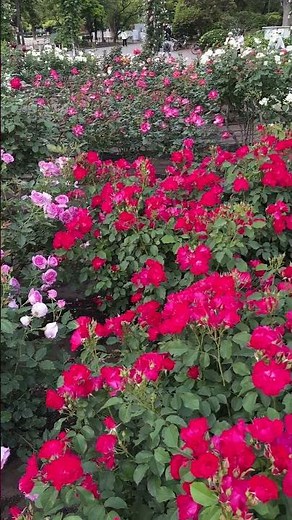 【2026年5月3日最新】鶴舞公園のバラ園が見頃！GWのお出かけに最高すぎる開花状況🌸