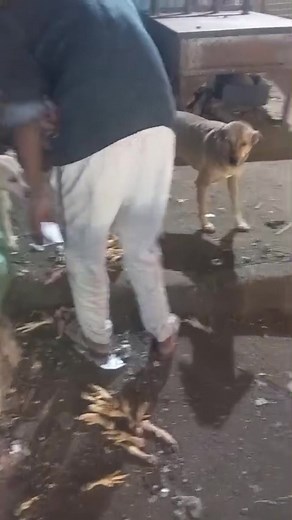 Help us continue feeding stray dogs 🐶❤️ Your support makes a real difference in their lives. 💛 Please follow our page and share this post to help us reach more people. Donations via PayPal: Blomman_77@hotmail.com #HelpStrayDogs #FeedStrayDogs #AnimalRescue #StreetDogs #SaveDogs