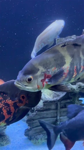 Oscarfish 🐠| #oscarfish #oscarfishtank #oscarfishcare #fish #fishtank #aquarium #ytshorts #shorts