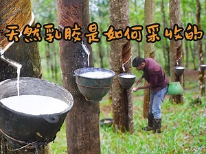 天然乳胶是如何采收的