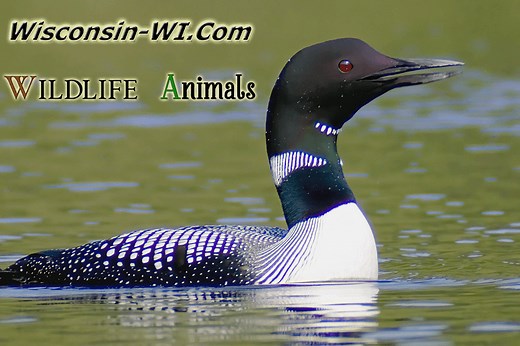 Wisconsin Wildlife - WI Facts, Photos & Video