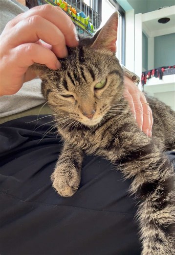 Seriously. My husband won’t let me bring any cats home 🙃 Please visit Snick Snack at Orphans of the Storm (Riverwoods, IL). The most perfect lap cat and snuggle lover. She’s also great with other cats! #audreyslifeathome #catsoftiktok #adoptdontshop