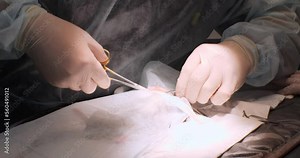 Doctor's hands in surgical gloves suture a rat after surgery. The surgeon sews up a rat lying on the table under anesthesia in the operating room. Stock Video