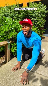 How Male dogs pee 😂🤣 | paul scata