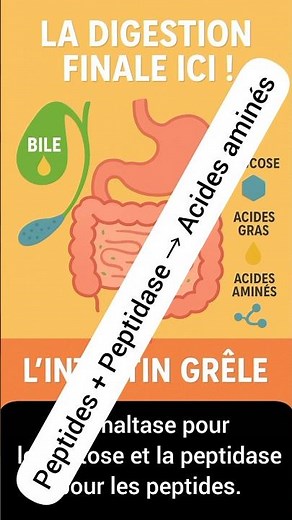Comment l’intestin digère les nutriments ? 🟢🍽️ | la digestion des aliments 3ac #svt #science #NORONE